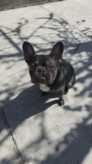 Французский бульдог