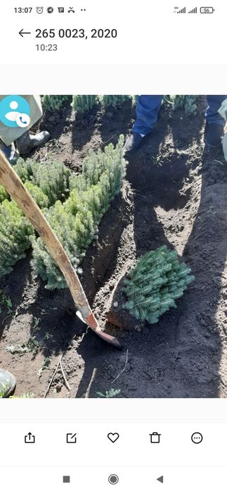 Голубая Ель сенсалари сотилади Селбериский нави Мовий оқ арча 3 йиллик