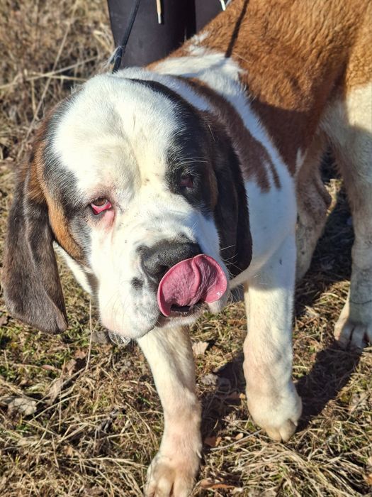 Femela de Saint Bernard cu Pedigree