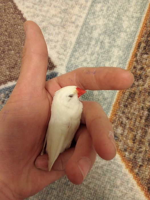 Нормальные паёшие амадины