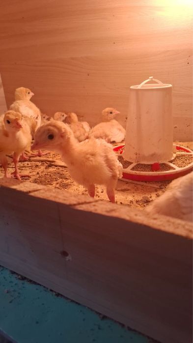 Продам индюшат