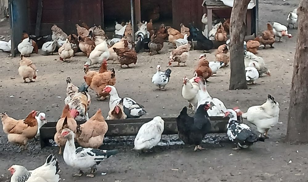 Vând curcani, gâște, găini de casă