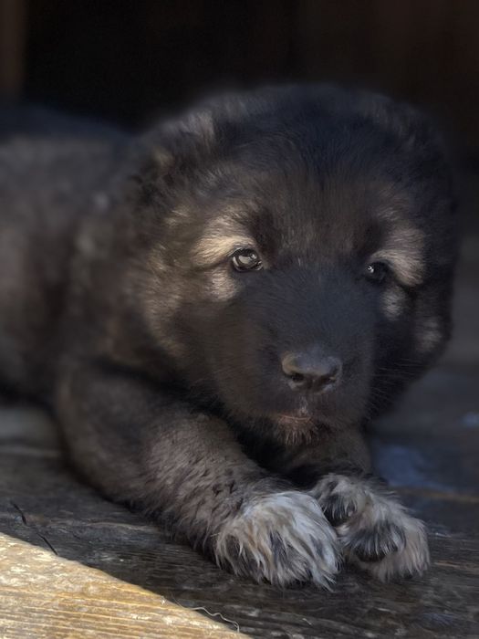 Щенки кавказской овчарки