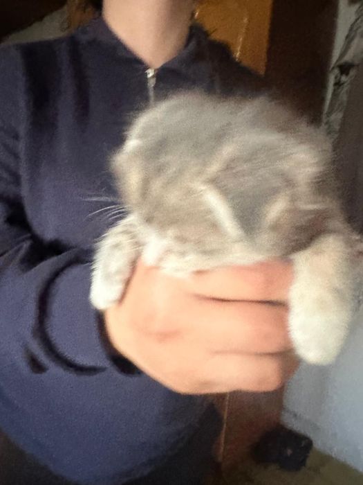 Продам шотландских вислоухих котят