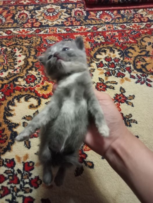 Котов в добрые руки
