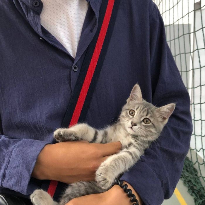 Mushuk sotladi srochno