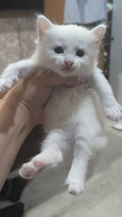 Котята бесплатно