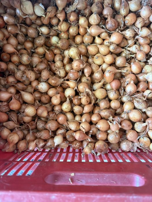 Vang arpagic calibru mare