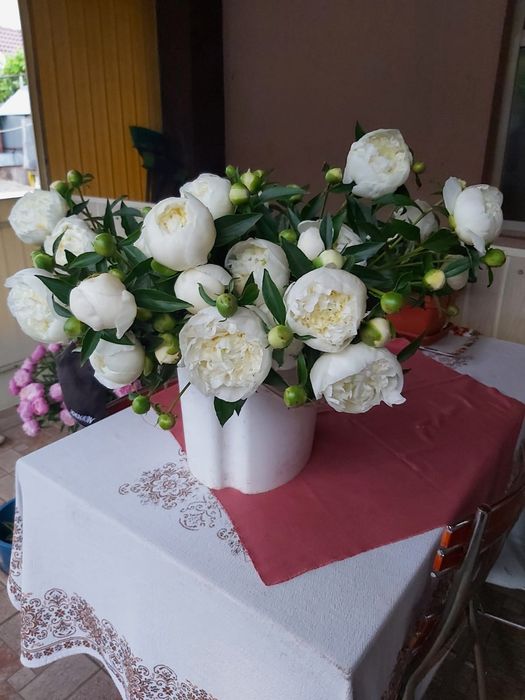 Bujori diferite culori