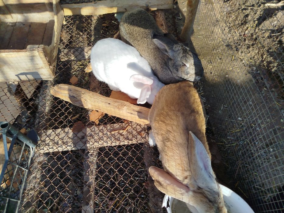 Quyonlar  erkak urgʻochi