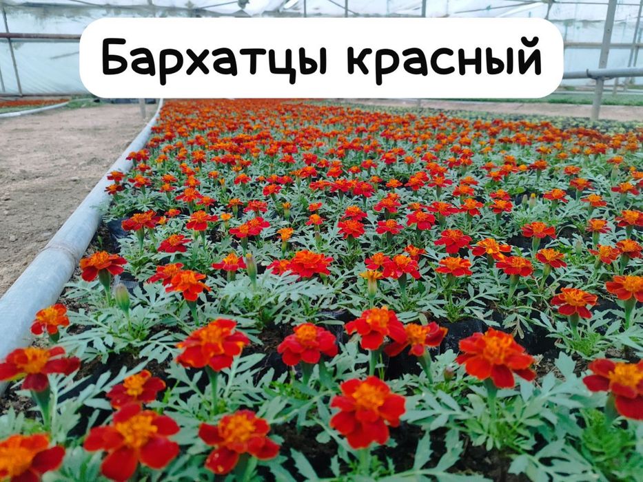 Бархатцы уличные
