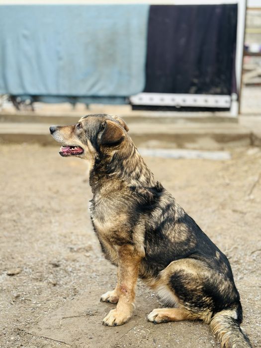 Гайда. Ищет семью классная собака