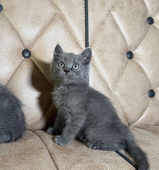 котята  скоттиш страйт