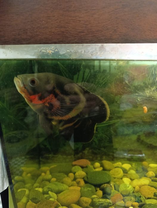 Астронатус 15-17 см.