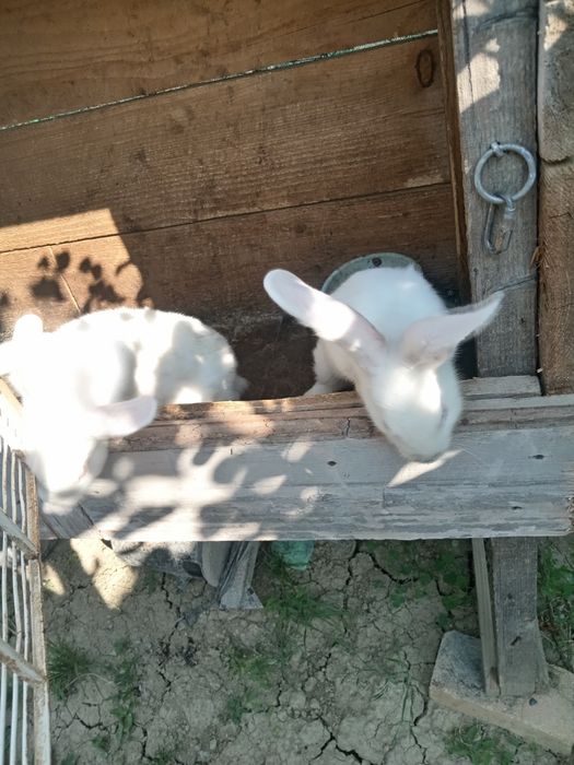De vânzare 2 iepurași