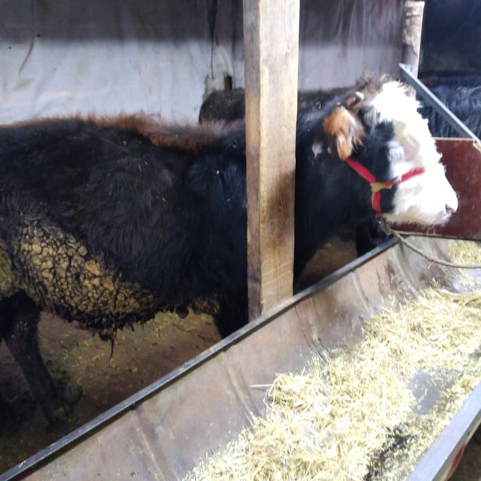 Бычки 11 месячные