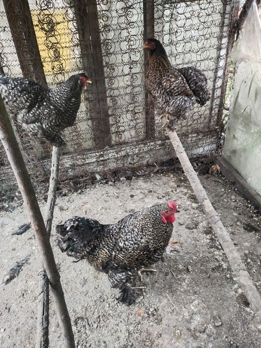Продам семейку кур