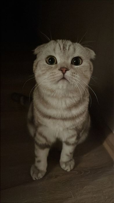 Шотландский вислоухий кот