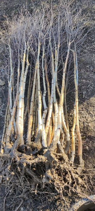 Puieți de mesteacăn