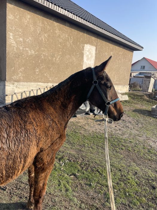 Продам кабылу с жиребенком