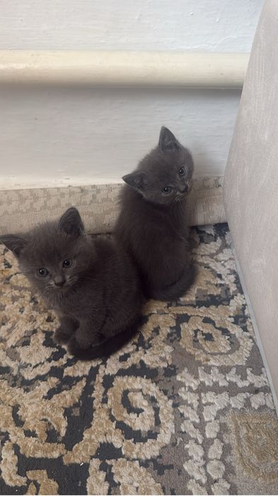 Отдам котят в хорошие руки