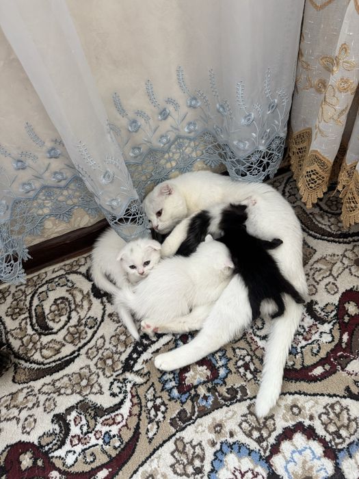 Продается кошка скочи фолд