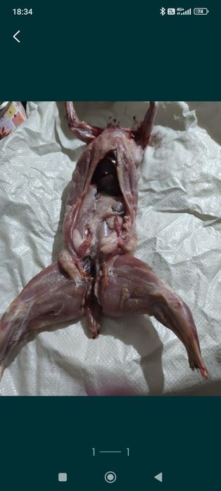 Продам мясо молодых кроликов