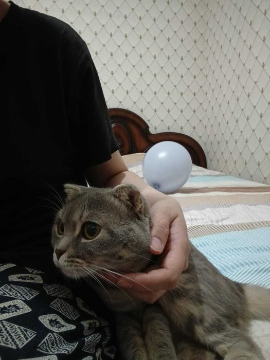 отдам кота в хорошие руки породой вислоухи