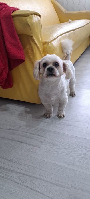 Tuns câine talie mica