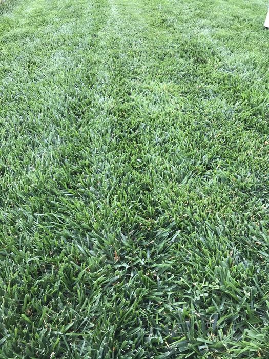 Rulouri de gazon rulou role gazon rulouri