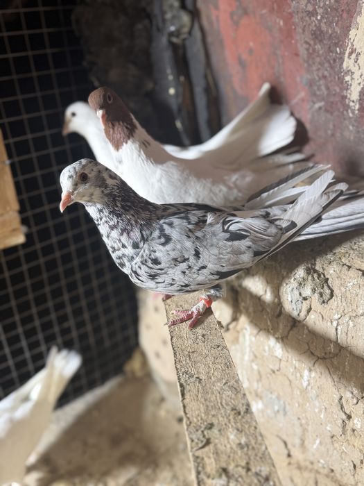 Продам челкар шракахвост