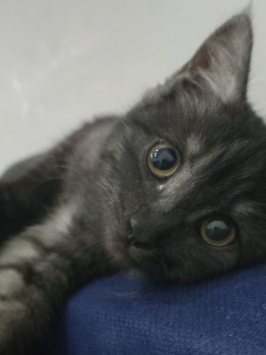 Отдам котенка в добрые руки