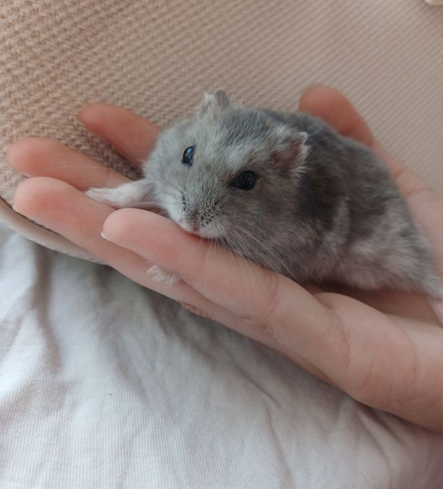 Ofer hamsteri drăgălași spre adopție - caut persoane  responsabile care sa le ofere o casă bună!