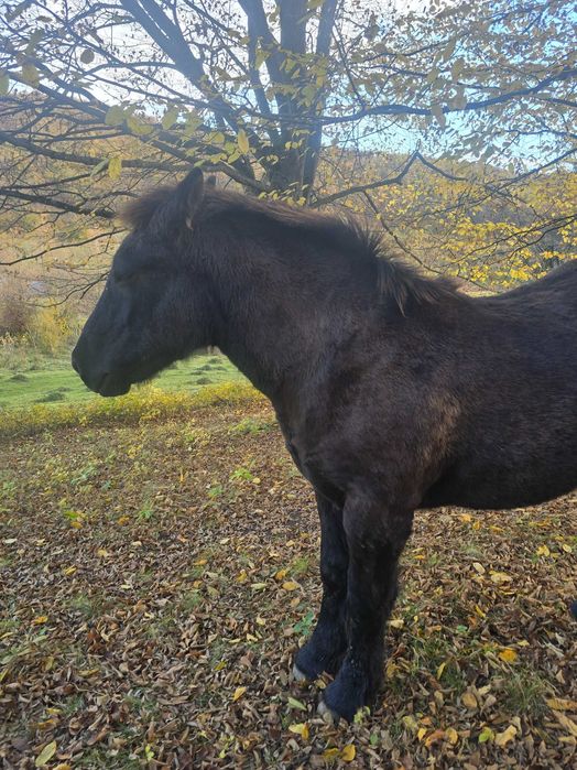 Vand manz de 5 luni jumate