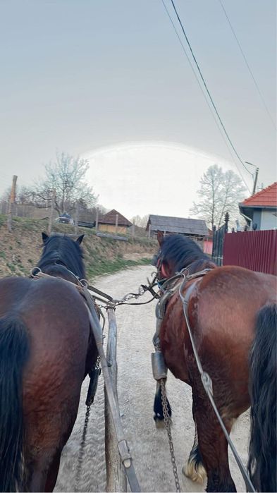 Vand doi manji de doi ani