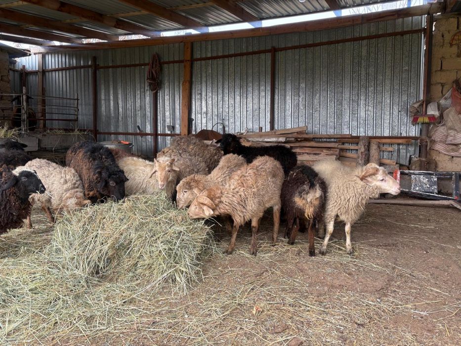 Тоқты қошқарлар сатылалы 55мыңнан