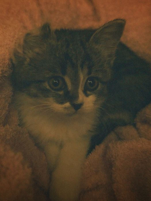 котенок-девочка!