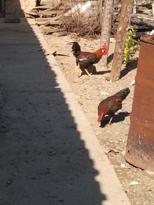 3 қораз сатылады, 1 жылдық