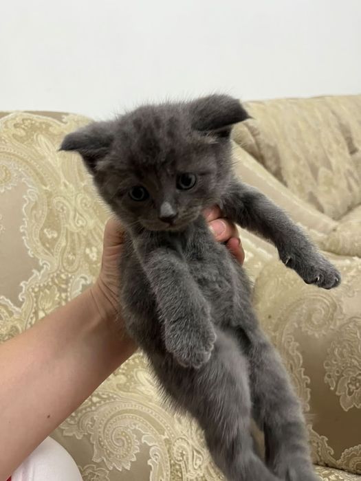 Отдам котят в хорошие руки