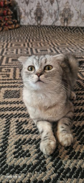 Скотиш фолд киз мушук