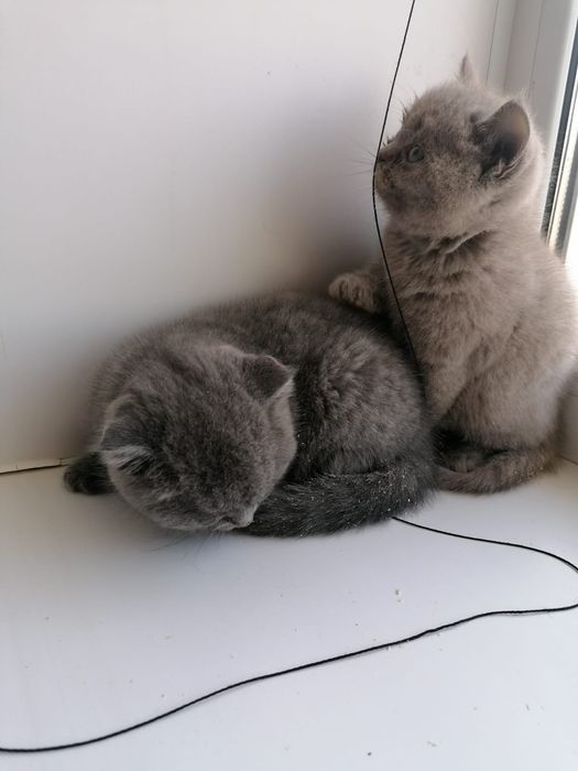 Британцы и .шотландцы