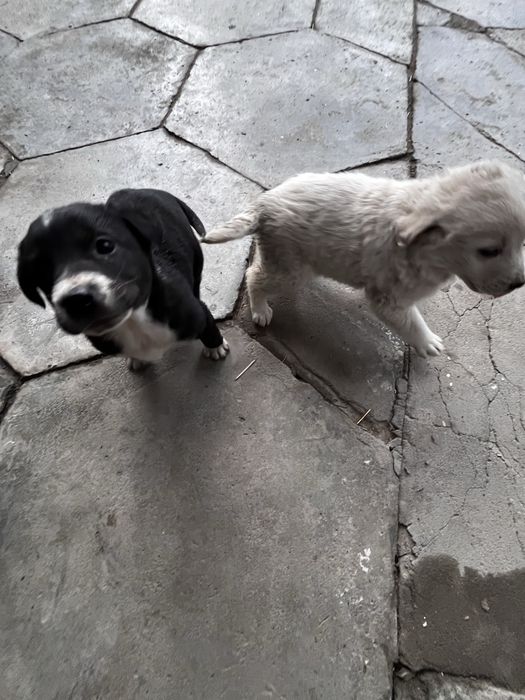 Щеночки хорошие