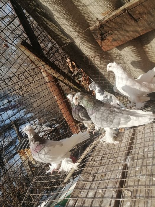 Продам голубей, оптом