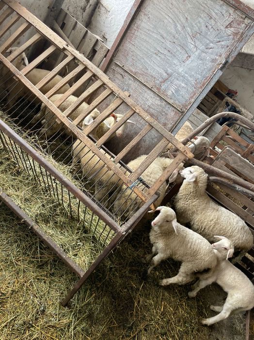 Свободни агнета.