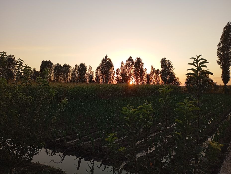 40 сотикли 2 уй сотилади газ свет ичимлики су  бор екин жой 20 сотик