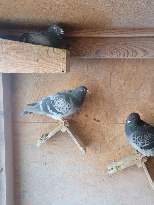 Porumbei voiajori / postari