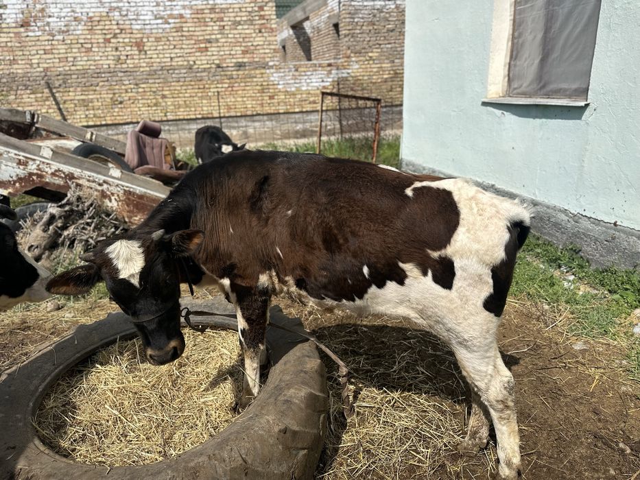 11 ай қоныр-ала тана.