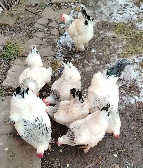 Vând ouă pentru incubat. Brahma.