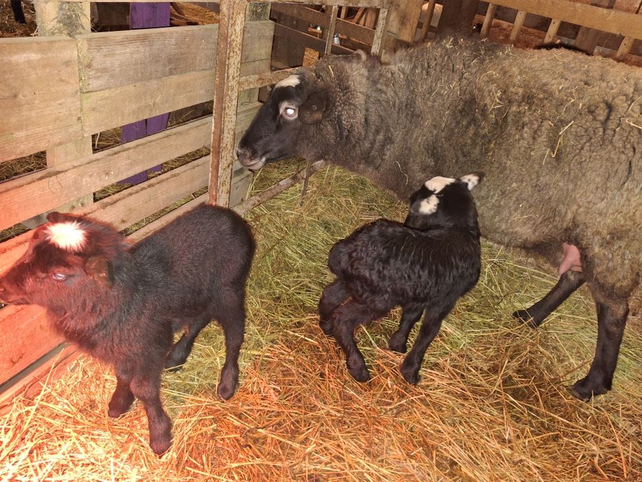 Oaie Romanov cu 2 berbecuți