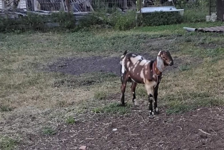 Ied de vânzare .